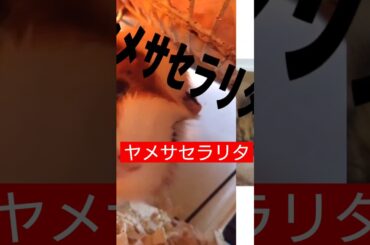 松本まりかチャレンジん　#shorts #松本まりか #ドラマ #夫の家庭を壊すまで　#モルモット #小動物 #猫 #ハチワレ #かわいい #アフレコ #アテレコ #かわいい動物 #おすすめ