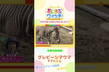 フレンドリーな性格　グレビーシマウマ「ナナトくん」　京都「京都市動物園」　#shorts #読売テレビニュース #すまたん ＃あにまるウォッチ #動物