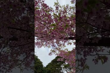#さくら#平和#海