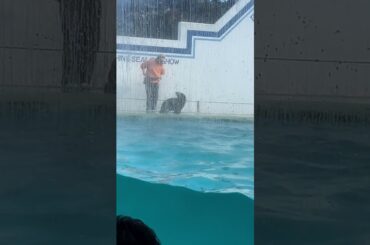 しながわ水族館　アシカショー　ハッピージャムジャム