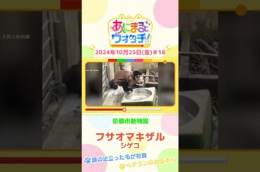 頭の逆立った毛が特徴！フサオマキザル「シゲコ」　京都「京都市動物園」　#shorts #読売テレビニュース #すまたん ＃あにまるウォッチ #動物