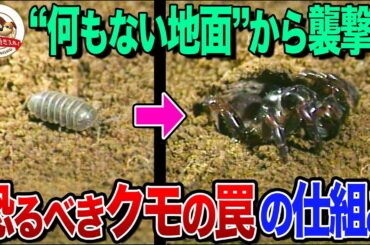 地面にフタ付きの謎の穴!?一瞬でエモノに襲いかかるクモのスゴ技ハンティング！エモノを察知する恐るべきシステムとは【どうぶつ奇想天外／WAKUWAKU】