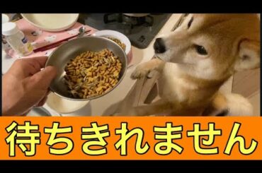 【柴犬飼い主55歳】ご飯の時だけ言う事をきく柴犬