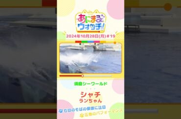 右目のそばの模様に注目！シャチ「ランちゃん」　兵庫「須磨シーワールド」　#shorts #読売テレビニュース #すまたん ＃あにまるウォッチ #動物