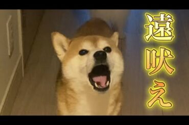 【柴犬飼い主55歳】別れ際に飼い主と一緒に遠吠え！
