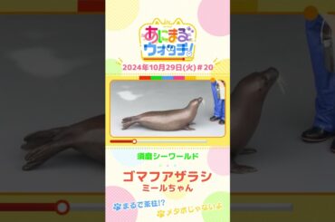 まるで茶柱！？ゴマフアザラシ「ミールちゃん」　兵庫「須磨シーワールド」　#shorts #読売テレビニュース #すまたん ＃あにまるウォッチ #動物