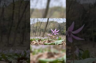#カタクリ群生地 #鳩吹山 #カタクリ #桜 #満開の桜 #満開 #金華山 #岐阜 #岐阜県 #岐阜市 #可児市 #春 #花見 #春の花 #春の訪れ #モクレン #ミツマタ #梅 #椿 #もみじの花