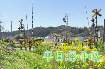 【#桑原由気 #高田憂希】「平日深呼吸。」# 57番宣｜AT-Xにて4/7（月）20:30～放送！