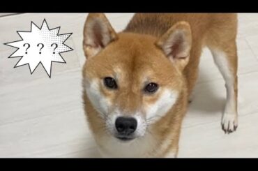 【柴犬飼い主55歳】自分の名前を把握しているか？試してみた！