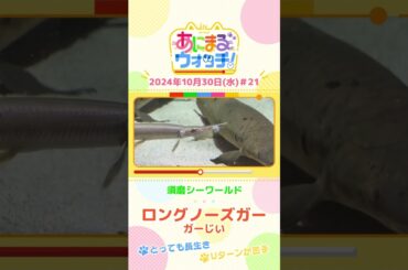 とっても長生き！ロングノーズガー「ガーじい」　兵庫「須磨シーワールド」　#shorts #読売テレビニュース #すまたん ＃あにまるウォッチ #動物