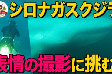 【世界最大の哺乳類】シロナガスクジラの表情をカメラに収めたい！難しすぎる撮影に挑んだ水中カメラマンも涙…果たして結果は!?【どうぶつ奇想天外／WAKUWAKU】