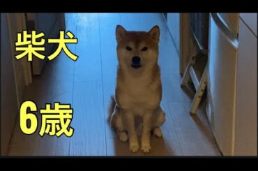 【柴犬飼い主55歳】日曜日でもちゃんと見送りする柴犬