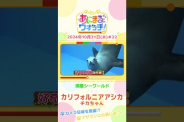 カメラ目線を意識！？カリフォルニアアシカ「チカちゃん」　兵庫「須磨シーワールド」　#shorts #読売テレビニュース #すまたん ＃あにまるウォッチ #動物