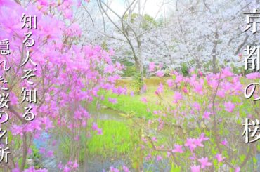 京都の隠れた桜スポット6選 混雑を避けて ゆっくり美しい景色を楽しむ