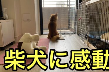 【柴犬飼い主55歳】あの柴犬がここまで成長！