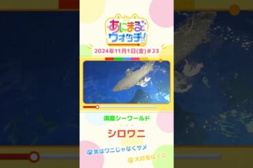 実はワニじゃなくサメ！「シロワニ」　兵庫「須磨シーワールド」　#shorts #読売テレビニュース #すまたん ＃あにまるウォッチ #動物