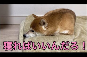 【柴犬飼い主55歳】誰もかまってくれなくて1人遊ぶする柴犬