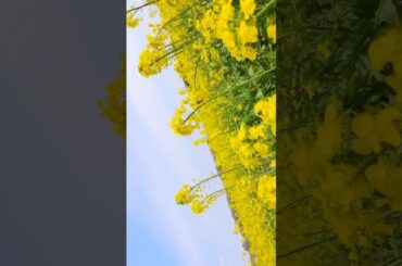 西都原古墳群昼桜🌸 #桜 #菜の花 #花見 #西都原古墳群 #ケツメイシ