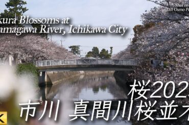 【桜/Sakura/櫻花】市川市の真間川桜並木を歩く2025 Walk around Mamagawa River to see cherry blossoms【4K/DJI OsmoPocket】
