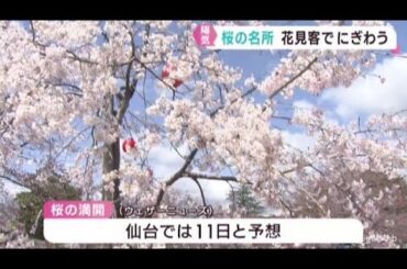 宮城県は穏やかな陽気　桜の名所にぎわう　白石城・西公園　仙台では１１日満開予想