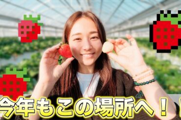 【いちご狩り】きっと来年もやると思う【大食い対決】