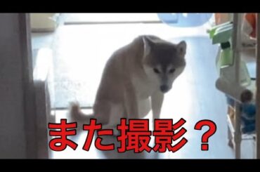 【柴犬飼い主55歳】しば犬に何回も同じ事をやってもらったら！