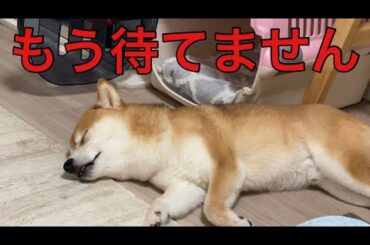 【柴犬飼い主55歳】飼い主待ち続けた柴犬