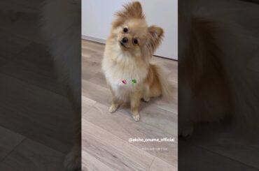 大沼晶保 癒やしを与えてくれるぷぐまる君♪3月25日