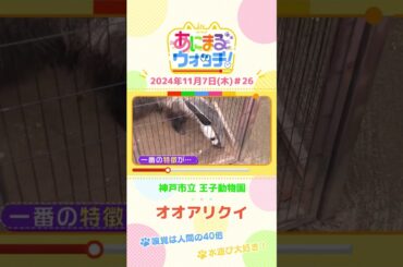 嗅覚は人間の40倍！オオアリクイ　兵庫「神戸市立王子動物園」　#shorts #読売テレビニュース #すまたん ＃あにまるウォッチ #動物