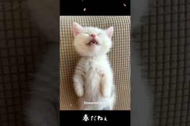 おぉ～春だなぁ　#大山のぶ代#dreamface#ぼたおじさんとぼんてん小僧