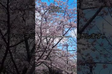 向山緑地さくら祭です。曇りです。鳥が桜の枝にいます。きれいです。この動画を見ながら 北乃きいさんの｢サクラサク｣を聴いて下さい。#北乃きい#サクラサク#さくら#向山#桜まつり