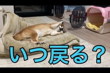 【柴犬飼い主55歳】帰って来ない理由なんて分からずただ待ち続ける犬達。