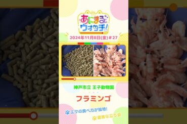 エサの食べ方が独特！フラミンゴ　兵庫「神戸市立王子動物園」　#shorts #読売テレビニュース #すまたん ＃あにまるウォッチ #動物