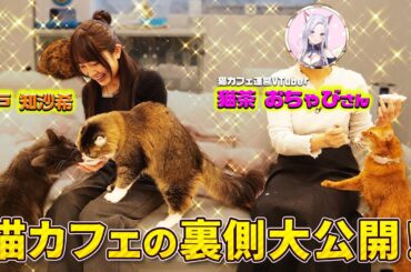猫カフェの裏側を公開！森戸知沙希が訪問！