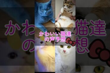 【動物声予想】かわいい猫ちゃん達の声予想【声真似】ドラえもん(大山のぶ代)・ニャンコ先生(井上和彦)・ニャース(犬山イヌコ)・ハローキティ(林原めぐみ) #声真似 #ドラえもん #ハローキティ #猫