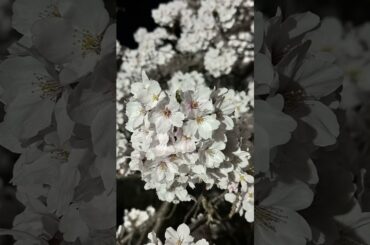 Going-N #桜#さくら#水分桜#夜桜#ライトアップ #菟田野町