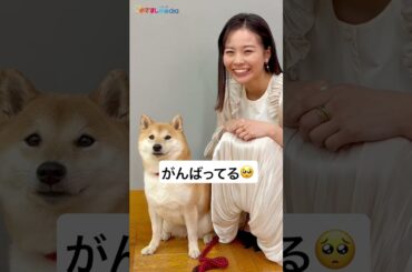 音量あげて🔈しゃべる #柴犬 #ポン太 かわいすぎ #今日のさんぽんた #新谷ゆづみ #shorts