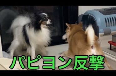 【柴犬飼い主55歳】パピヨンやりました！