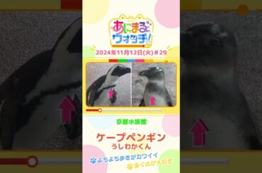 よちよち歩きがカワイイ！ケープペンギン「うしわかくん」　京都「京都水族館」　#shorts #読売テレビニュース #すまたん ＃あにまるウォッチ #動物