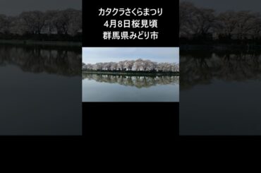 2025年4月8日撮影〜カタクリさくらまつり(群馬県みどり市)鹿の川沼桜並木満開＋カタクリ群生地は終わりが近そうだった　#桜 #花見  #カタクリ