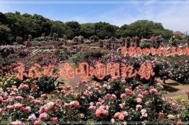京成玫瑰園滿開記錄 / 京成バラ園