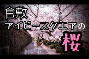 【倉敷美観地区】倉敷アイビースクエアの桜