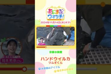 水族館のアイドル！バンドウイルカ「ツムギくん」　京都「京都水族館」　#shorts #読売テレビニュース #すまたん ＃あにまるウォッチ #動物