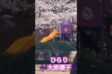 ひらり – 大原櫻子『君と見ていた同じ景色が変わってしまっても、君と見ていたさくらの花は今年も咲くから...🎵』