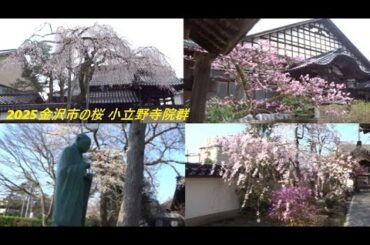 2025金沢市の桜 小立野寺院群