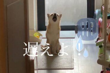 【柴犬飼い主55歳】やっと飼い主と認めた⁉︎柴犬。