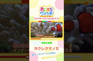 イソギンチャクと仲良し！カクレクマノミ　京都「京都水族館」　#shorts #読売テレビニュース #すまたん ＃あにまるウォッチ #動物