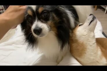 【柴犬飼い主55歳】犬に迎えられる休日の朝。