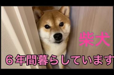 【柴犬飼い主55歳】柴犬と６年間暮らしています。