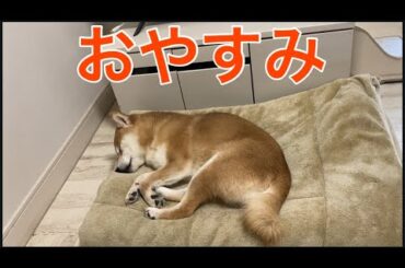 【柴犬飼い主55歳】オヤジが〝ねんねんころりよ〟で寝かせてみた！